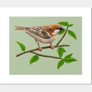 Russet sparrow Posters and Art